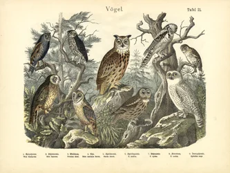 Oiseaux, vers 1860